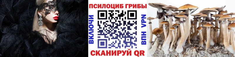 купить наркотик Ельня Галлюциногенные грибы Psilocybine cubensis